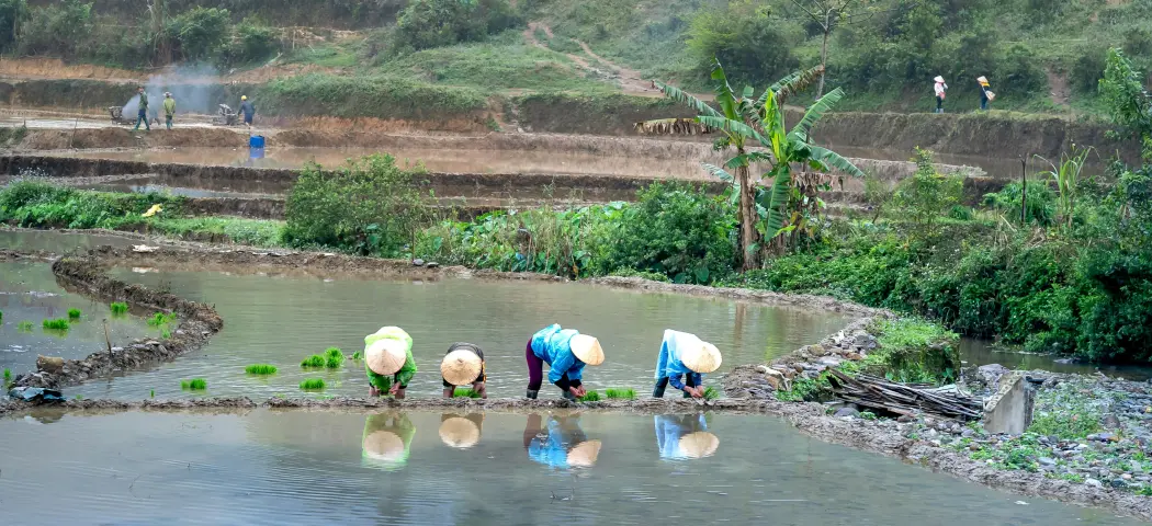 person-planting-img