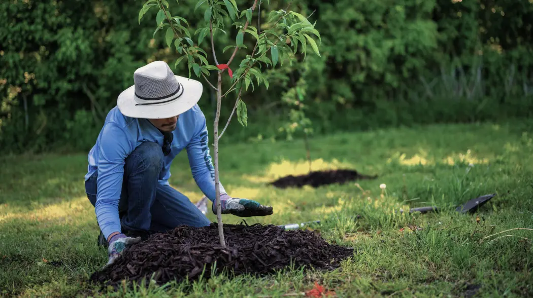 person-planting-tree-img