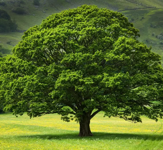 plantd-mature-tree img