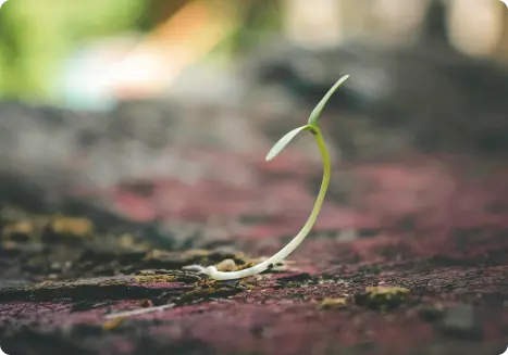 seed-planting-img